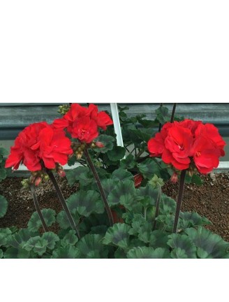 Madame Jeanne Legros