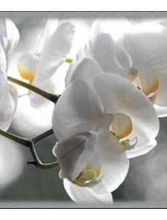 Paulette Morin