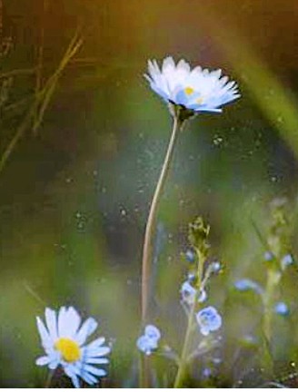 Suzanne Dupont Tremblay