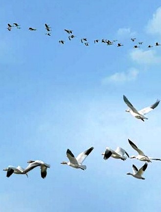 Gérald Fortin